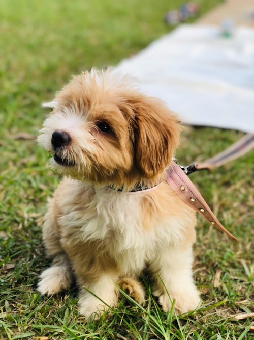 cute brown maltipoo puppy